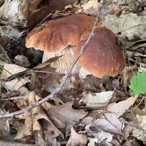 Summer Bolete