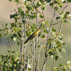 Eurasian Golden Oriole
