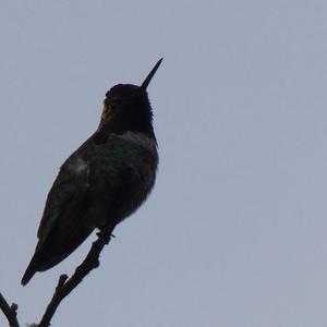Unknown Species