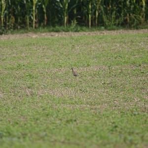 Eurasian Dotterel