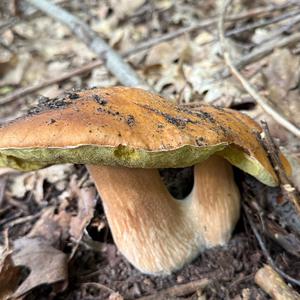 Summer Bolete
