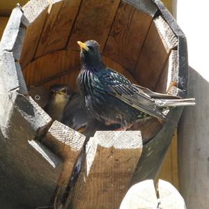 Common Starling