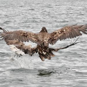 White-tailed Eagle