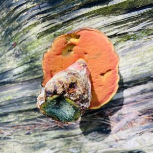 Dotted-stem Bolete