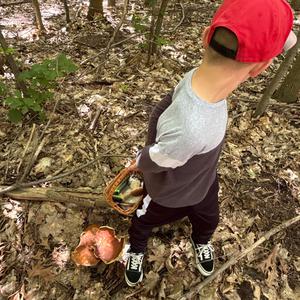 Summer Bolete