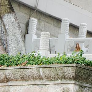 Weißwangenhäherling