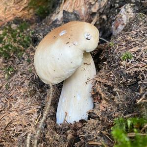 King Bolete