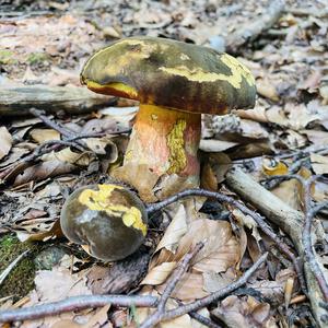 Dotted-stem Bolete
