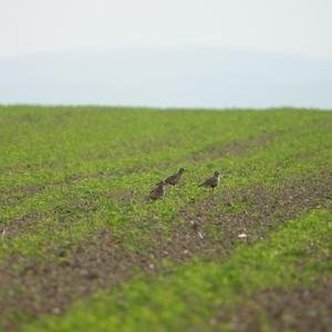 Eurasian Dotterel