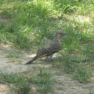 Unknown Species