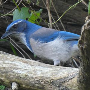 Unknown Species