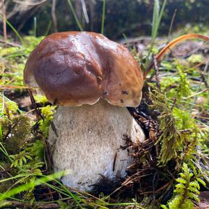 King Bolete