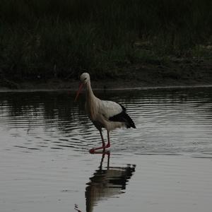 White Stork