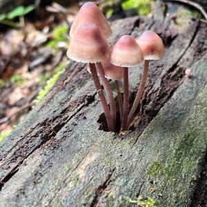 Grosser Bluthelmling