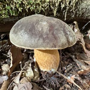 Schwarzhütiger Steinpilz