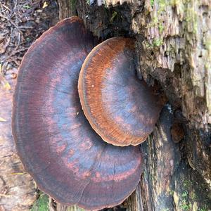 Rigid Leather-bracket