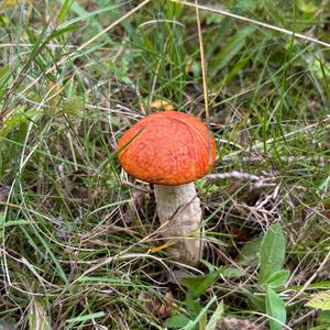 Orange Birch Bolete