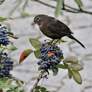Eurasian Blackbird