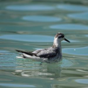 Red Phalarope