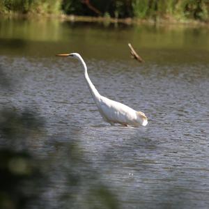 Great Egret