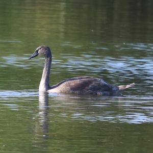 Mute Swan