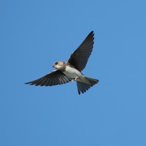 Sand Martin