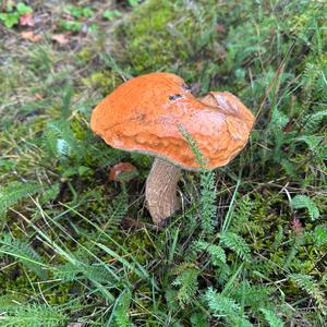 Orange Birch Bolete