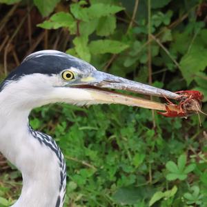Grey Heron
