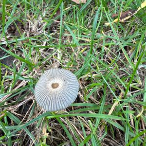 Unknown Species
