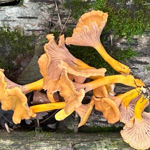 Trumpet Chanterelle