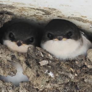 Northern House-martin