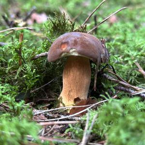 Maronen-Röhrling