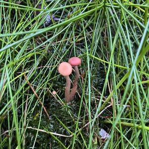 Rötlicher Lacktrichterling