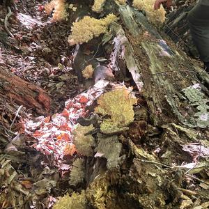 Ästiger Stachelbart