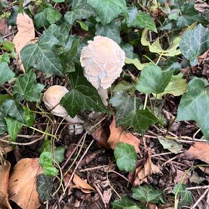 Parasol Mushroom