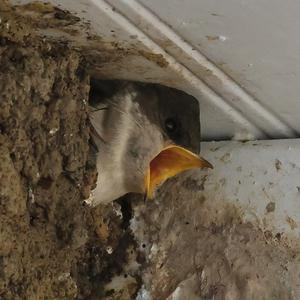 Northern House-martin