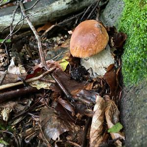 King Bolete