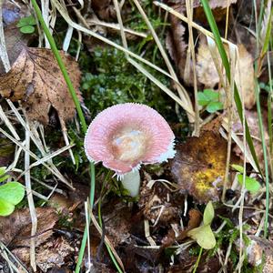 Wechselfarbiger Spei-Täubling