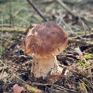 King Bolete