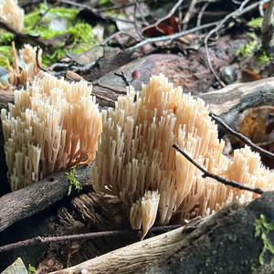 Becherkoralle