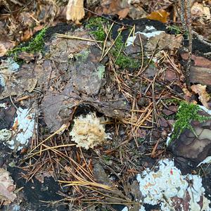 Eastern Cauliflower Mushroom