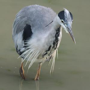 Grey Heron