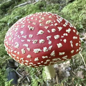 Unknown Species