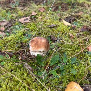 King Bolete
