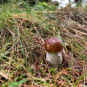 King Bolete
