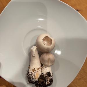 Rosablättriger Champignon-Schirmling