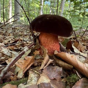 Dotted-stem Bolete
