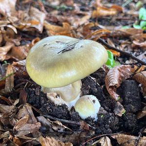Grüner Knollenblätterpilz