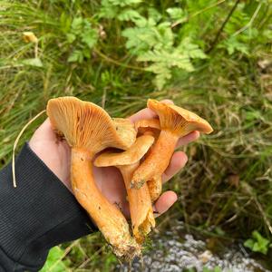 False Saffron Milk Cap
