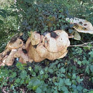 Unknown Species